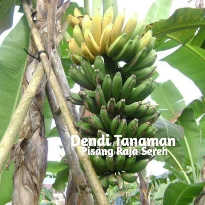 

Terlaris Bibit Pohon Pisang Raja Sereh / Buah Pisang Raja 00222 A Premium