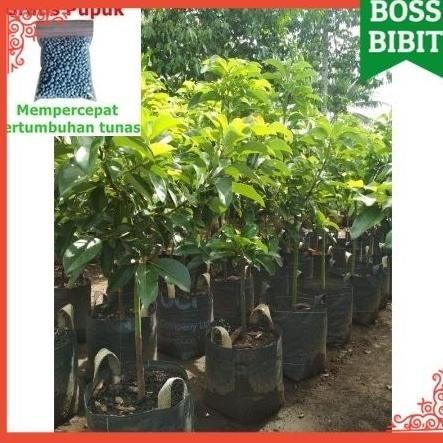 

Terlaris Bibit Alpukat Apukat Aligator +25G Npk Tinggi 1 Meter Batang Besar Daun Tua