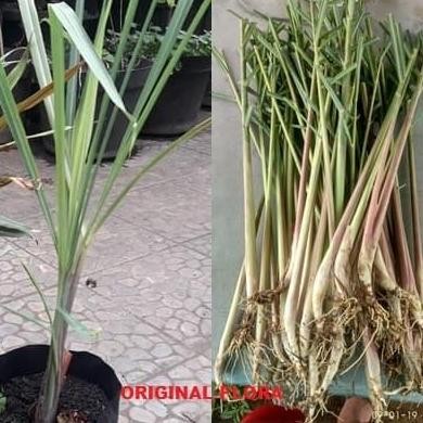 

Terlaris Bibit Sereh Wangi Bumbu Dapur Tanaman Hidup