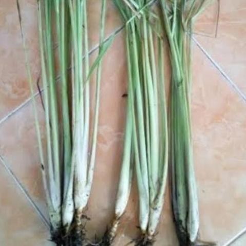 

Terlaris Bibit Sereh Per Pcs Isi 10