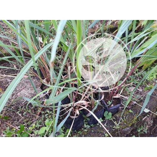 

Terlaris Bibit Pohon Sereh Wangi / Tanaman Serai Wangi