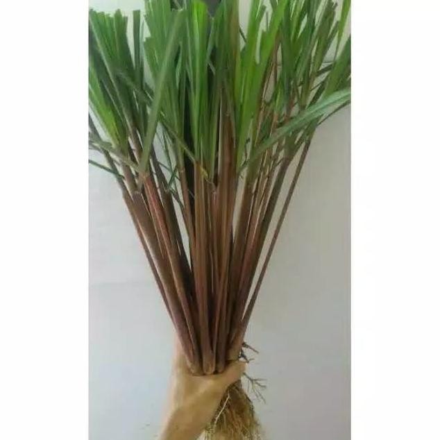 

Terlaris Bibit Serai-Sereh Wangi Serai Merah 1 Polybag Isi 5 Batang
