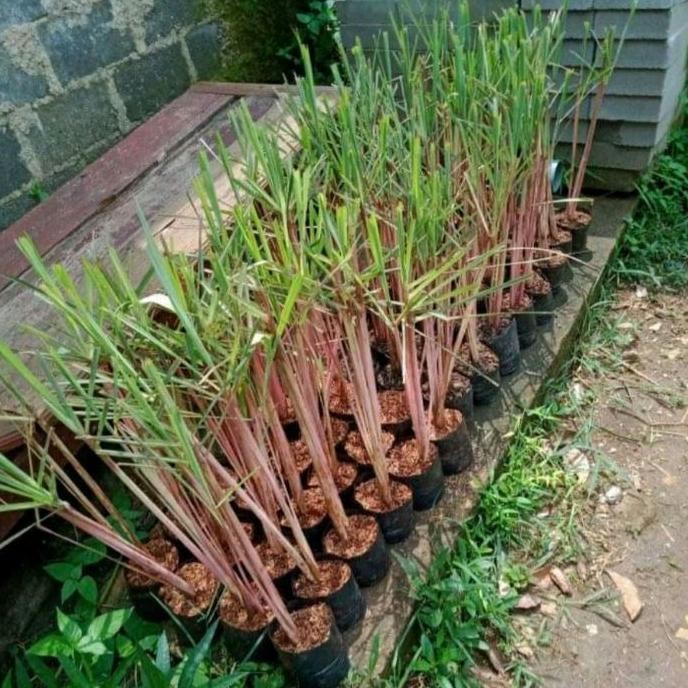 

Terlaris Bibit Pohon Sereh Merah - Bibit Minyak Sereh
