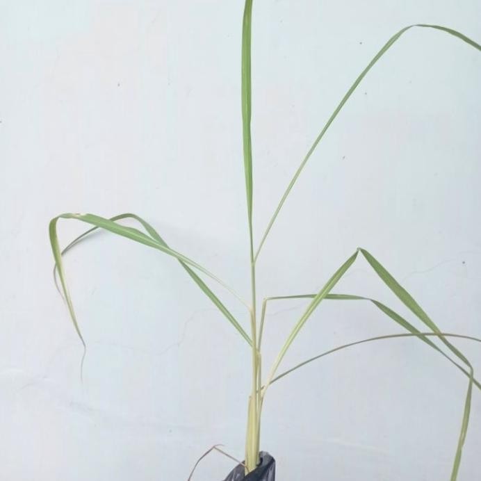 

Terlaris Tanaman Sereh Serai/Bibit Tanaman Sereh Serai (Cymbopogo Leezyg 8603Qa