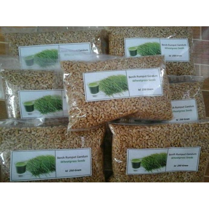 

Terlaris Biji Benih Rumput Gandum / Wheatgrass / Wheat Grass Isi 250 Gram