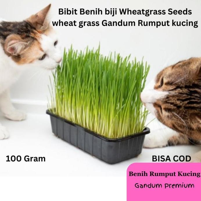 

Terlaris Bibit Benih Biji Wheatgrass Seeds Wheat Grass Gandum Rumput Kucing