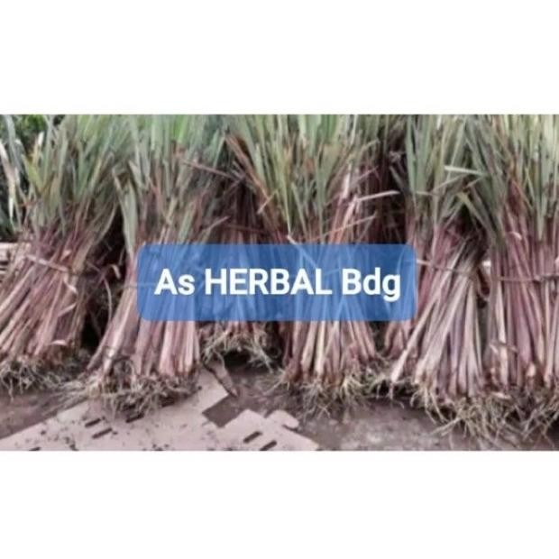 

Terlaris Ready Bibit Sereh Merah Sereh Wangi Siap Tanam 500 Gram Kxvfjs 8516Di