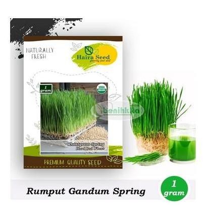 

Terlaris Benih Bibit Rumput Gandum/Wheatgrass Merah Organik (Haira Seed)
