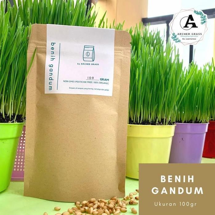 

Terlaris Benih Gandum / Cat Grass / Pet Grass Premium 100Gr.