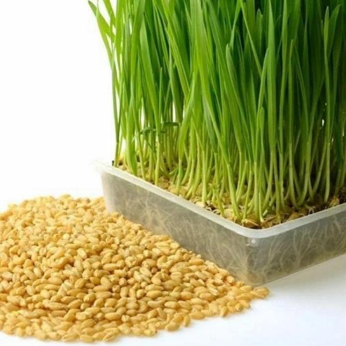

Terlaris Benih Bibit Wheatgrass Rumput Gandum