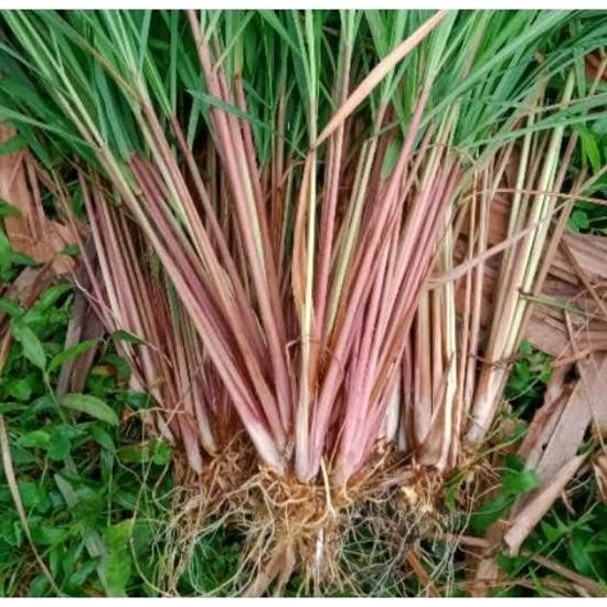 

Terlaris Bibit Herbal Pohin Sereh Merah - Pohin Sereh Merah - Tanaman Artifical Alias Asli