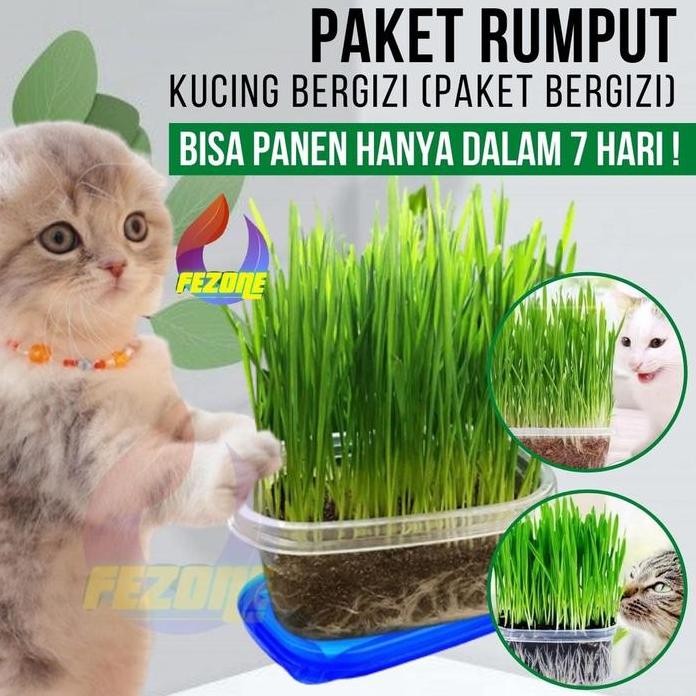 

Terlaris Paket Rumput Kucing Benih Wheatgrass Bibit Cat Grass Biji Rumput Gandum Untuk Kucing Pot Media Tanam Fezone