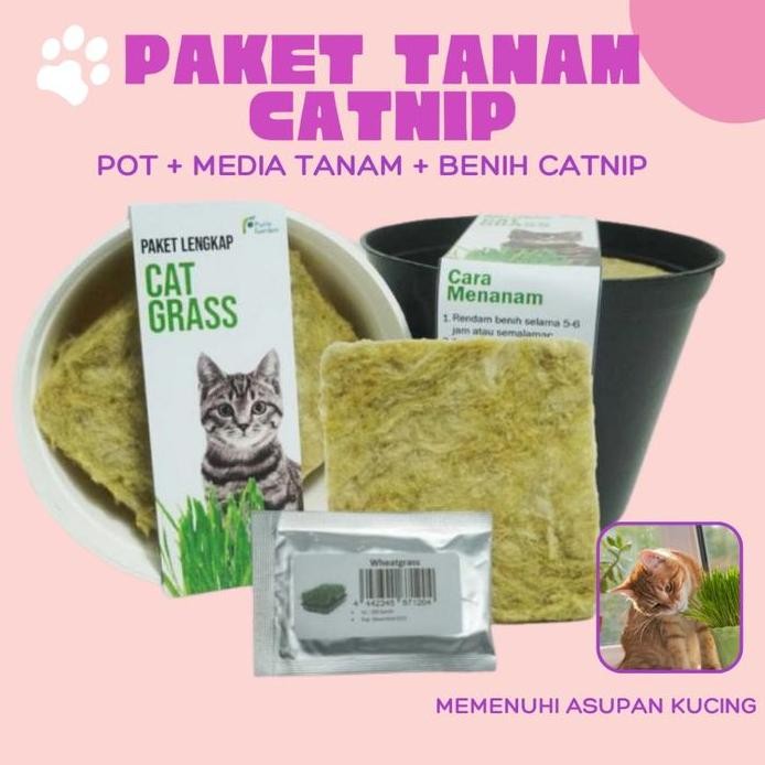

Terlaris [Bisa Cod]Paket Tanam Catnip Paket Menanam Catnip Obat Stress Kucing Dapat Pot Media Tanam Benih Catnip Benih Rumput Kucing Diy Paket Siap Tanam Wheatgrass Grass Diy Bertanam Planter Lengkap Biji Gandum Kucing Media Tanam Alat Semprot Catgras
