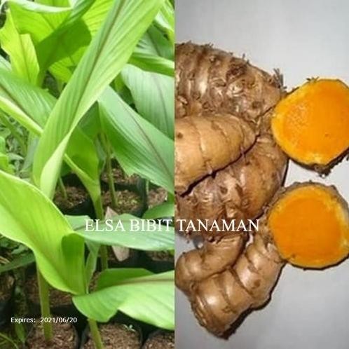 

Terlaris Bibit Temulawak (Herbal) Beli 5 Gratis 1