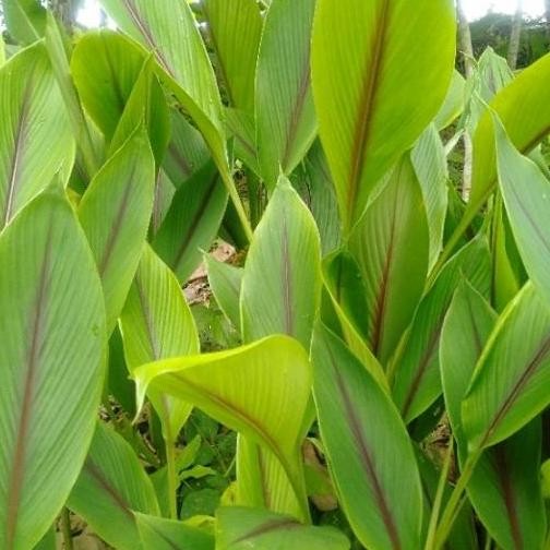 

Terlaris Bibit Tanaman Herbal Temulawak Cabutan