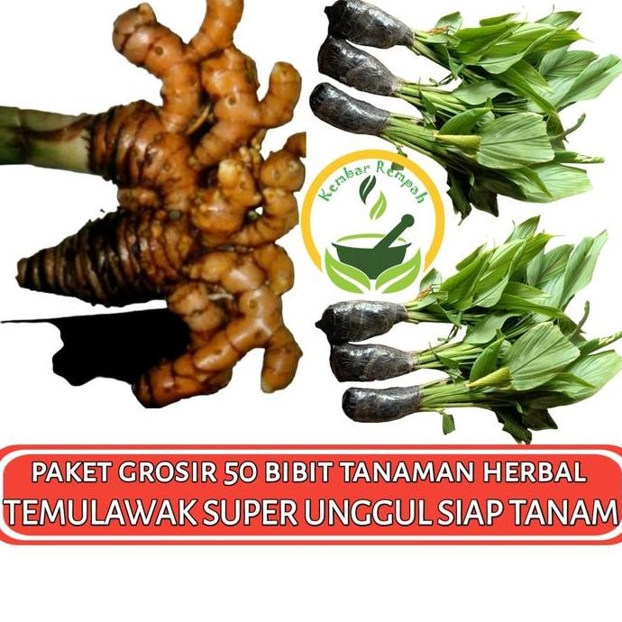 

Terlaris Paket Grosir 50 Bibit Toga Temulawak Super Siap Tanam