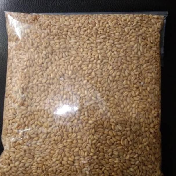 

Terlaris Benih Catgrass/Wheatgrass/Benih Rumput Gandum Isi 1 Kg