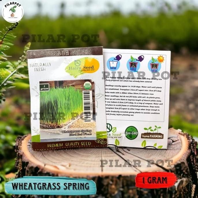 

Terlaris Benih Bibit Rumput Gandum Wheatgrass Merah Organik Haira Seed - Rumput