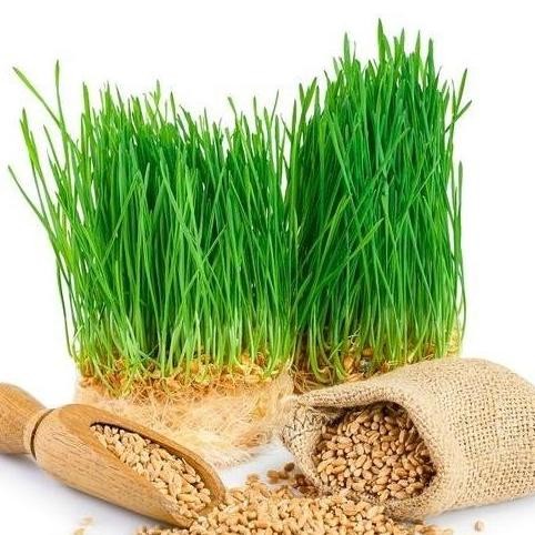 

Terlaris Benih Wheatgrass Benih Rumput Gandum