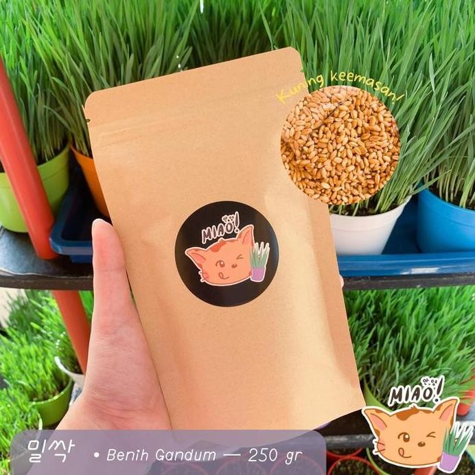 

Terlaris Benih Gandum / Cat Grass / Pet Grass / Biji Wheatgrass 250Gr
