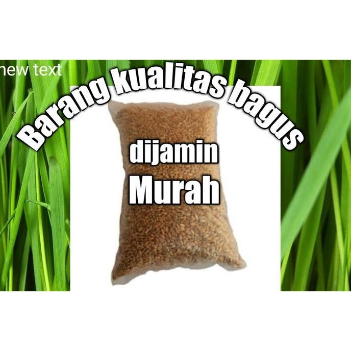 

Terlaris Benih Rumput Gandum Murah