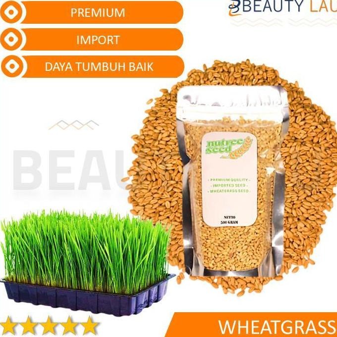 

Terlaris Benih Wheatgrass 500Gr Bibit Rumput Gandum Biji Cat Grass Microgreen