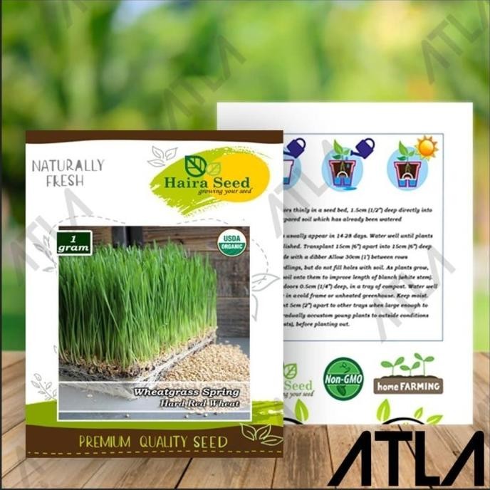 

Terlaris Murah Benih Rumput Gandum Wheatgrass Merah Organik Bibit Biji Haira Seed