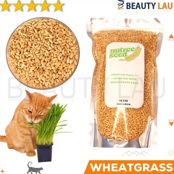 

Terlaris Terlaris Benih Wheatgrass 1Kg Bibit Rumput Gandum Untuk Kucing Biji Wheat Grass