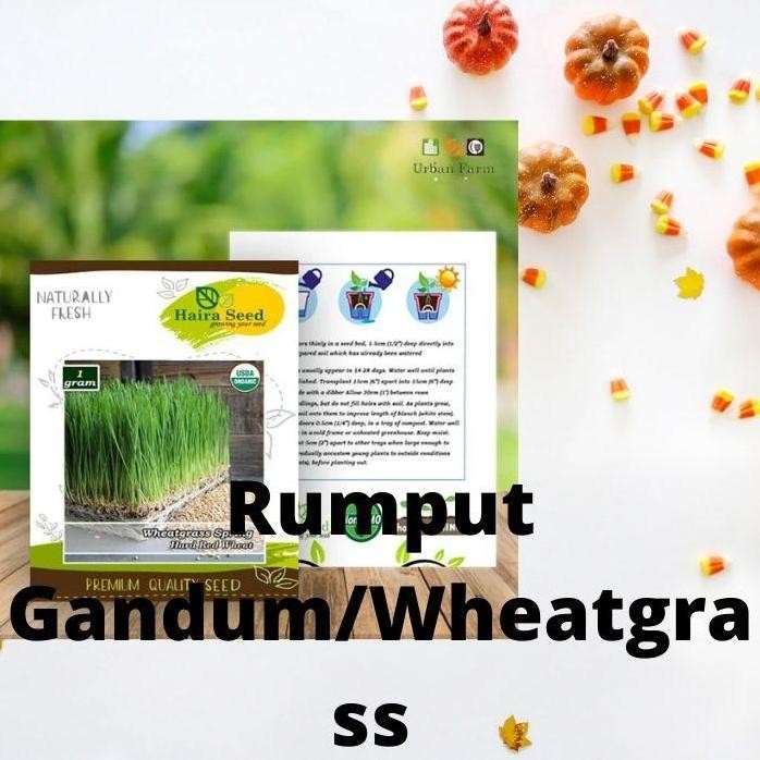 

Terlaris Benih-Bibit Rumput Gandum/Wheatgrass Merah Organik (Haira Seed)