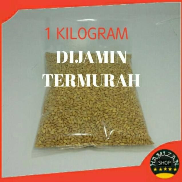 

Terlaris Subur Benih Rumput Gandum/Wheatgrass/Catgrass 1 Kilogram