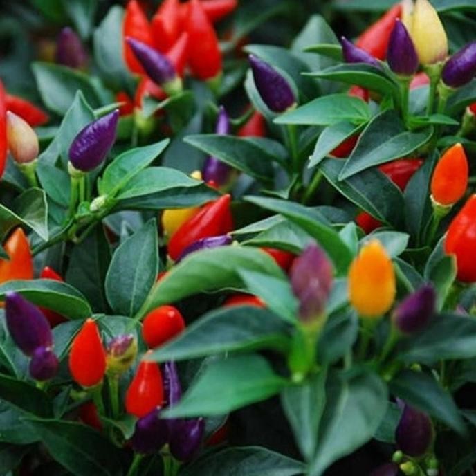 

NEW tanaman hias Rainbow Chili plant/ Cabai pelangi [SUDAH BERBUAH] MURAH BERKUALITAS
