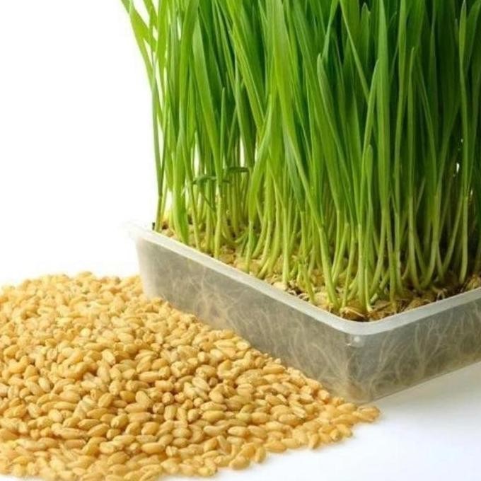 

Terlaris Benih Wheatgrass Rumput Gandum Isi Ratusan Biji Rumput Kucing