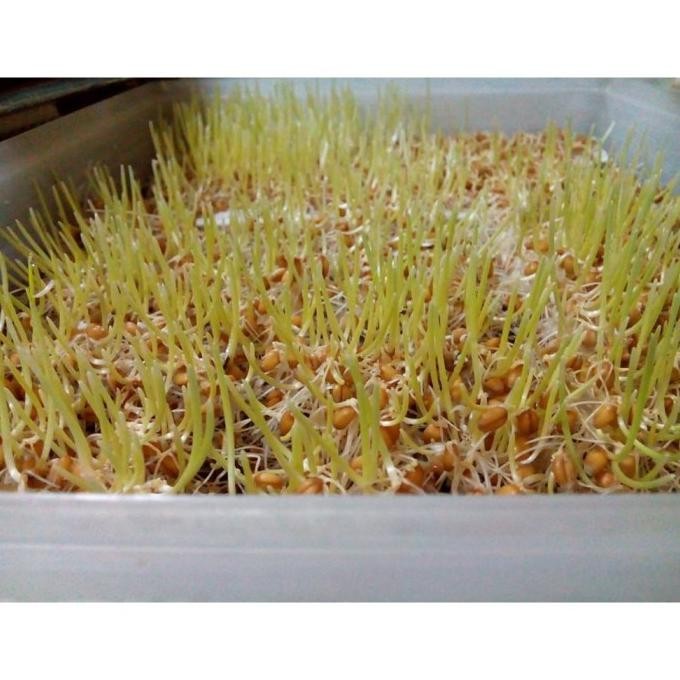 

Terlaris Gram Benih Rumput Gandum / Biji Wheat Grass