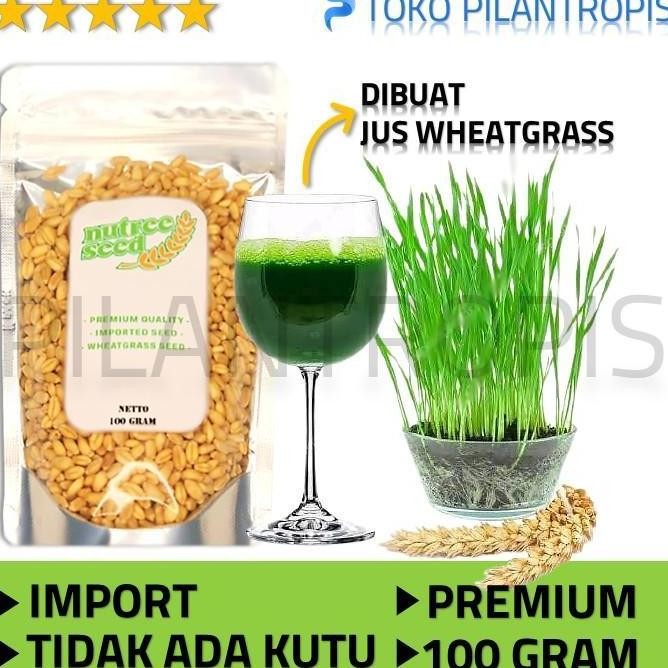 

Terlaris Ankn Benih Rumput Gandum Untuk Kucing 100Gr Bibit Cat Grass Microgreen Seed