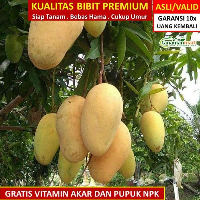 

Bibit Mangga Chokanan asli bergaransi, pohon mangga cokanan valid