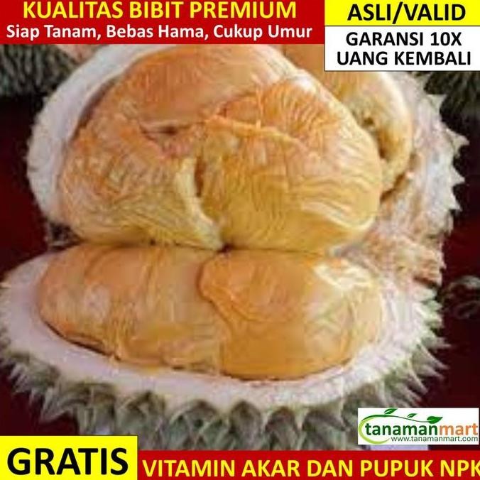 

Bibit Durian Duri Hitam Asli Bergaransi, Pohon Buah Duren Ochee Valid