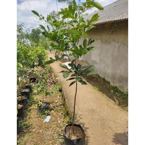 

Bibit Pohon Rambutan Rapiah 1,2m up Siap Berbuah