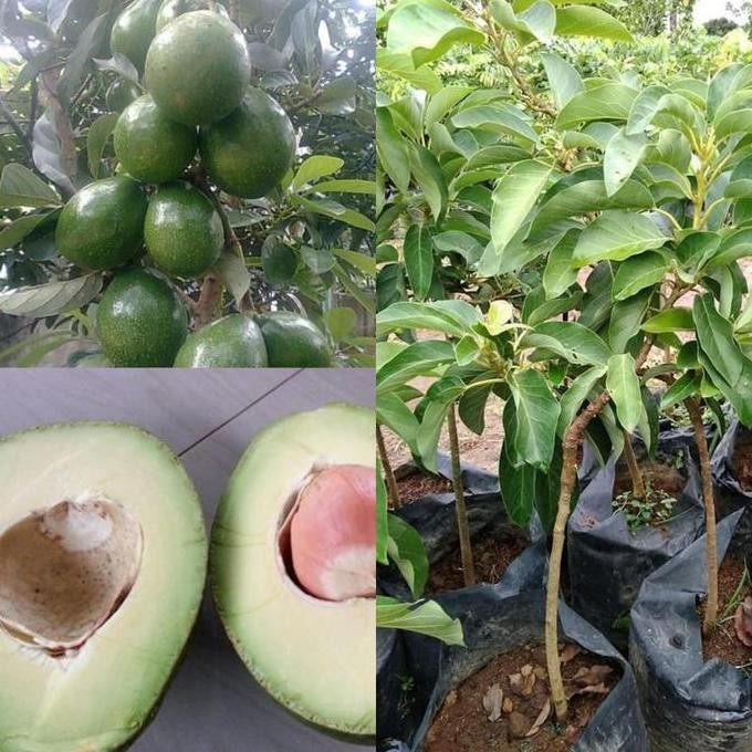 

Bibit Alpukat wina tinggi 1 meter up batang kuat