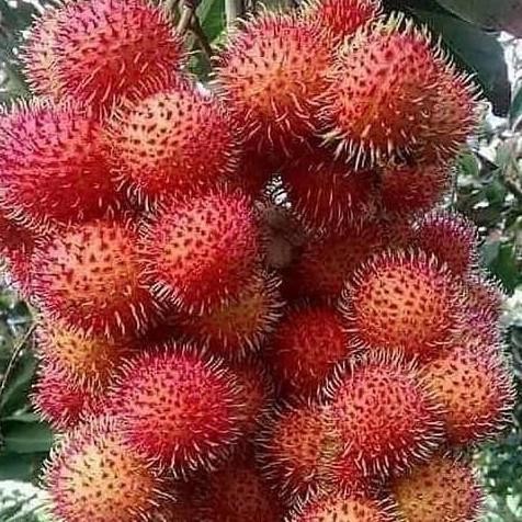 

bibit Pohon rambutan binjai siap berbuah uk 1,2m