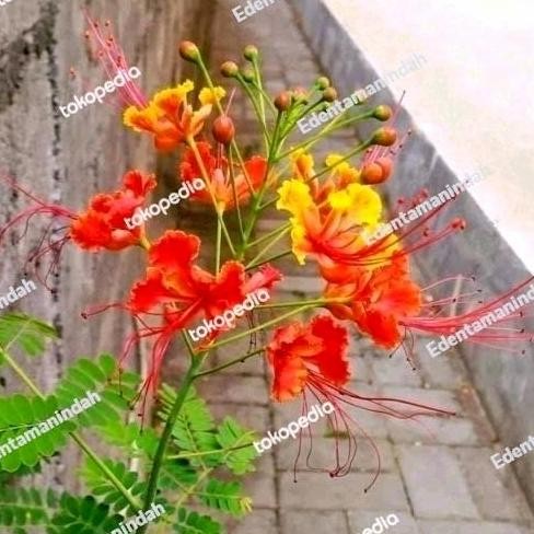 

paket murah 3 bibit pohon flamboyan bunga merah cantik