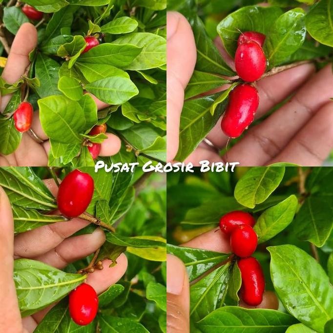 

Bibit Buah Ajaib Miracle Fruit Siap Berbuah