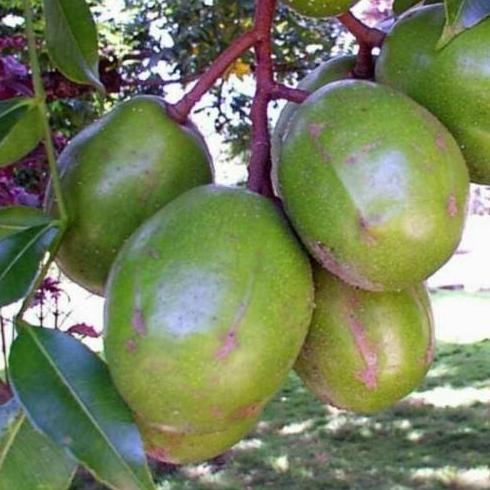 

Bibit Tanaman Kedondong Jumbo