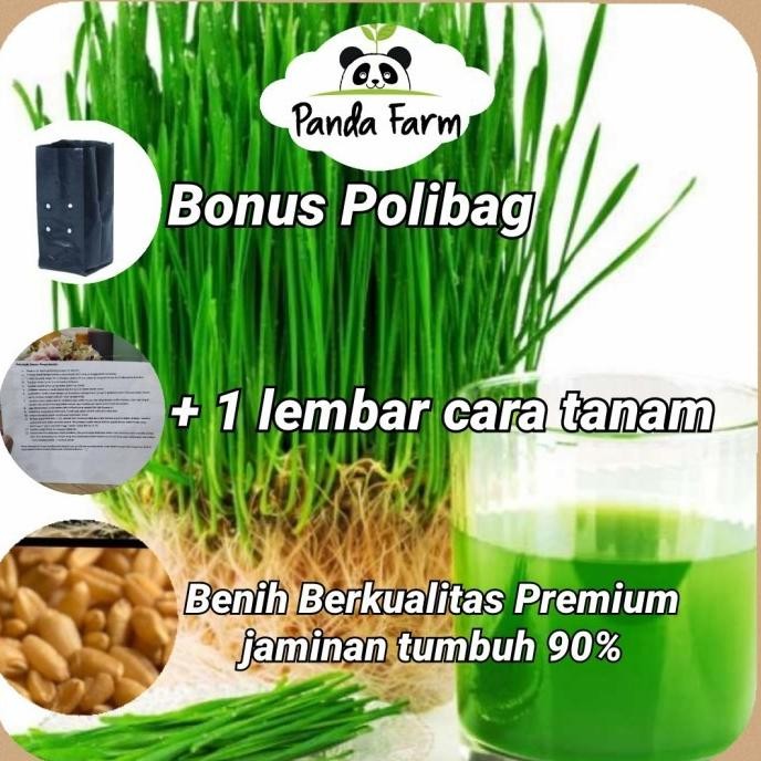 

Terlaris Best Seller Isi 50 Benih Biji Rumput Gandum / Wheat Grass Known You Seed Repack