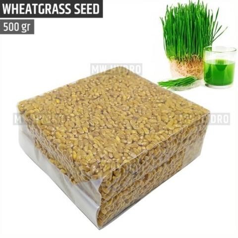 

Terlaris Best Benih Wheat Grass Wheatgrass Seed Biji Rumput Gandum - 500 Gram