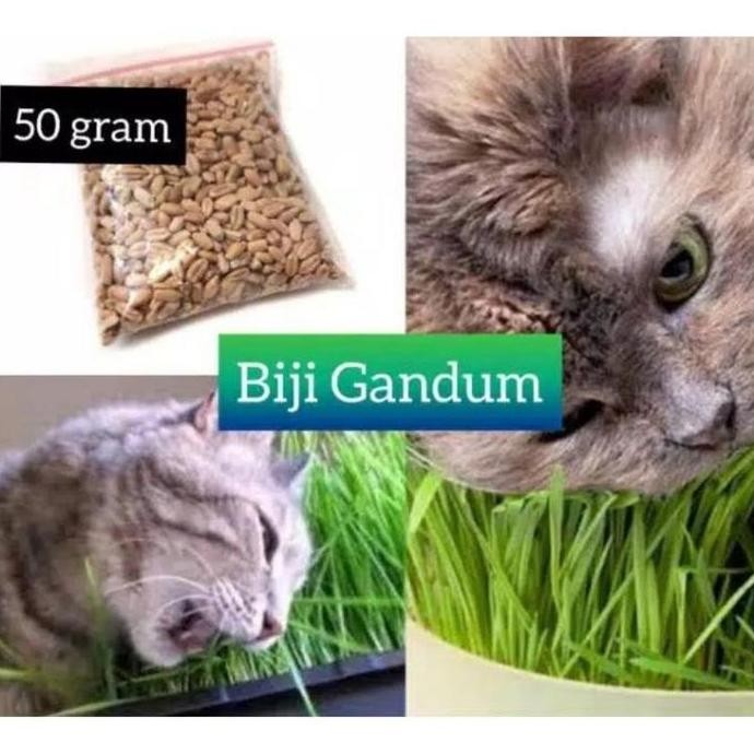 

Terlaris Terlaris.. Gandum Mini - Benih Catgrass 50 Gr Biji Catgrass Benih Rumput Kucing Biji Wheatgrass Makanan Kucing