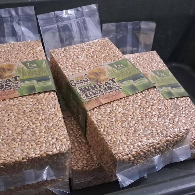 

Terlaris Ready Stock Benih Wheatgrass 1 Kg, Biji Rumput Gandum Kemasan Vakum Gardeningrat Murah