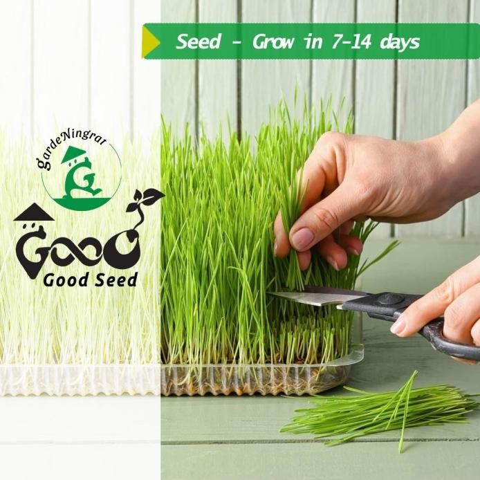 

Terlaris Hjk Benih Wheatgrass 1 Kg, Biji Rumput Gandum Kemasan Vakum Gardeningrat
