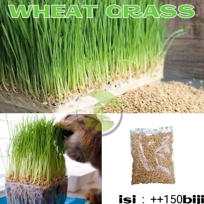 

Terlaris Pty_ 150 Biji - Benih Biji Rumput Gandum Kucing Wheat Grass Kucing