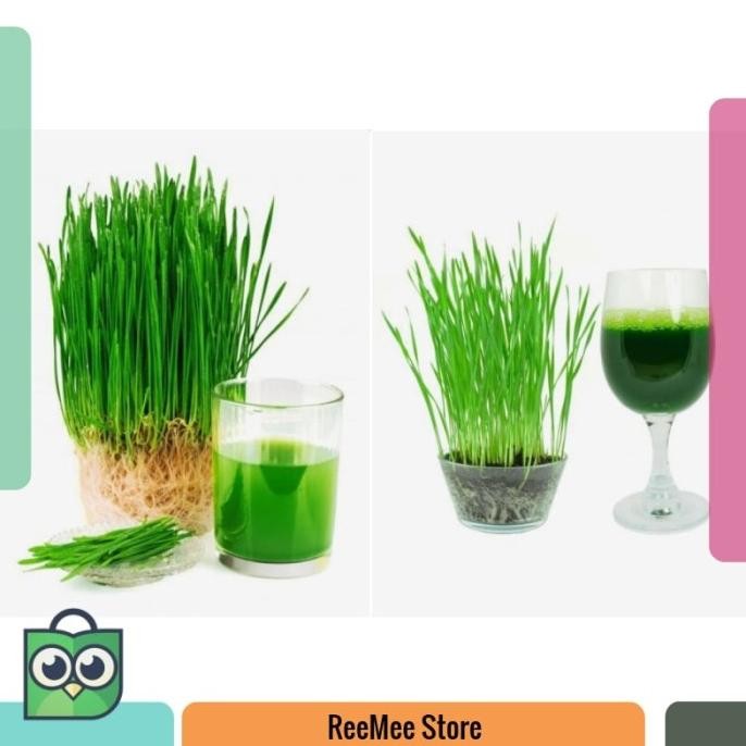 

Terlaris Bibit Benih Biji Wheatgrass Rumput Gandum Wheat Grass - Bibit