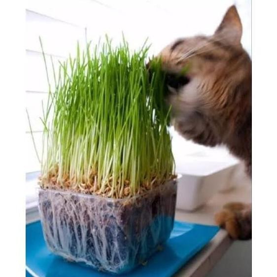 

Terlaris 150 Biji - Benih Biji Rumput Gandum Benih Rumput Gandum Kucing Wheat